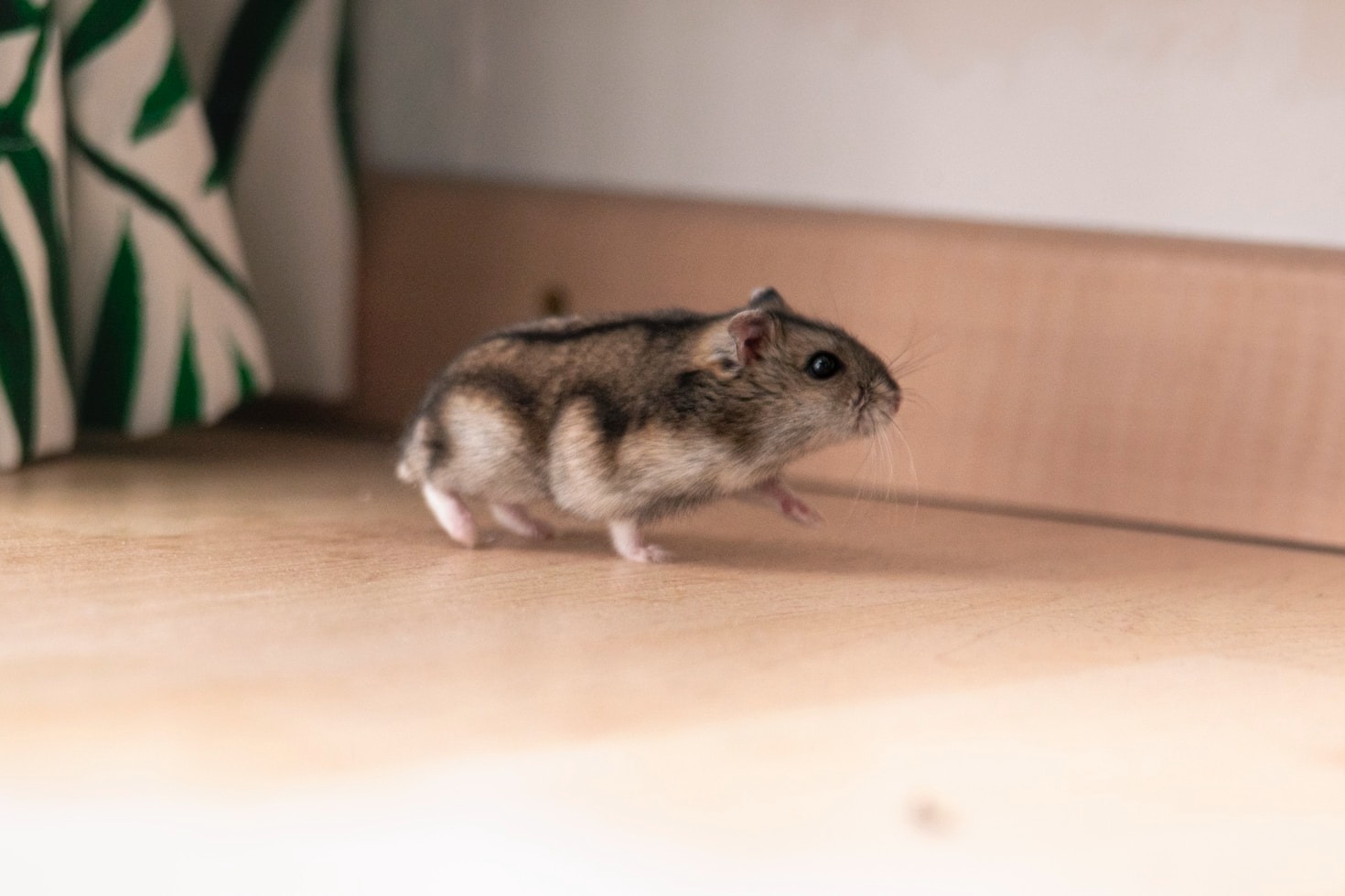 Top Tips for Preparing Your Hamster for a Show