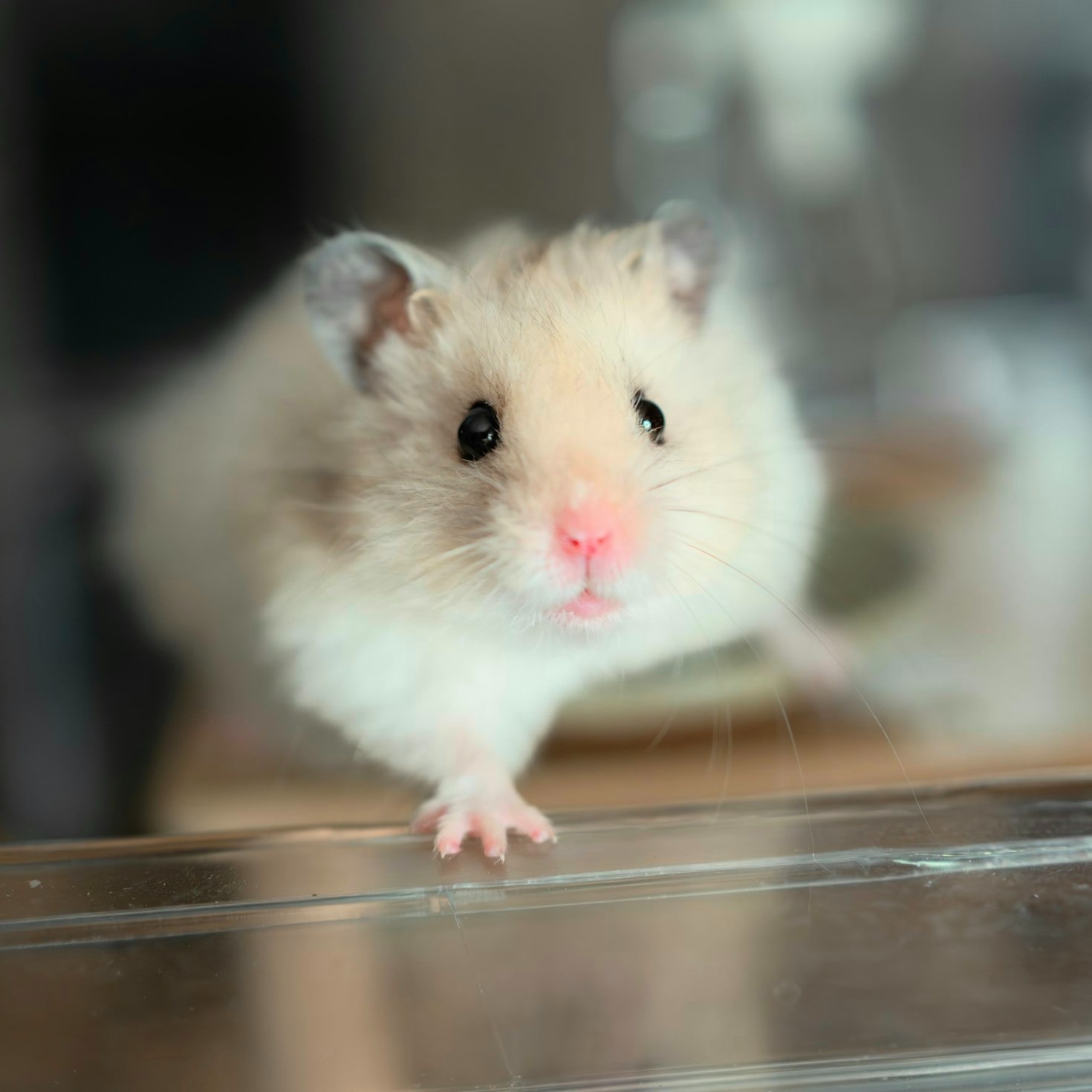 Understanding the Different Hamster Breeds
