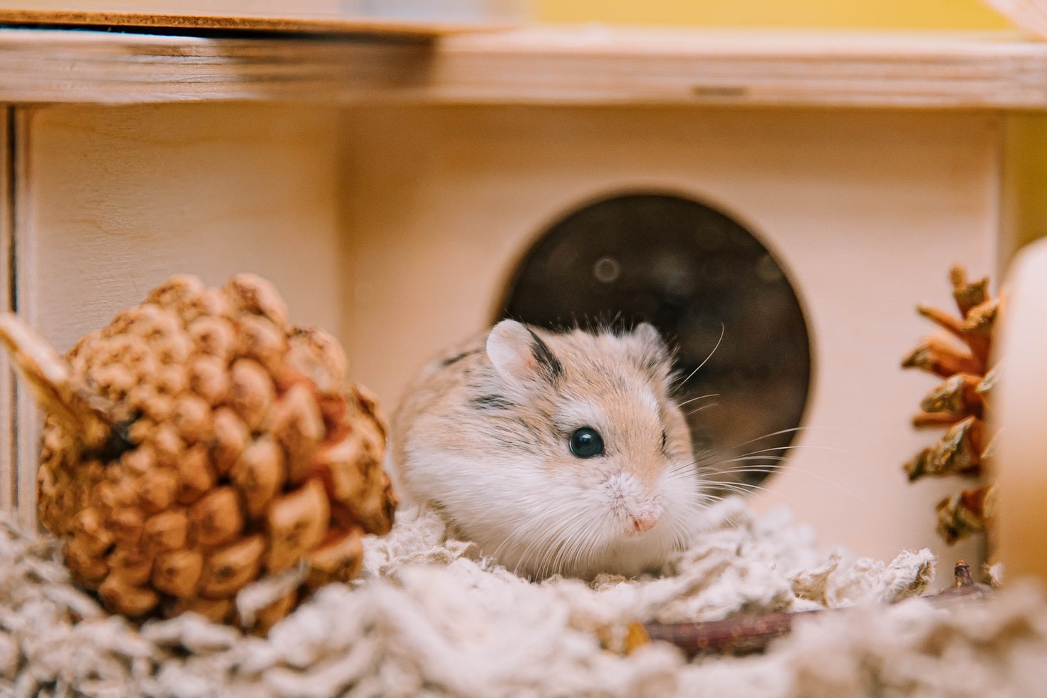 How to Join Midland and Southern Hamster Club