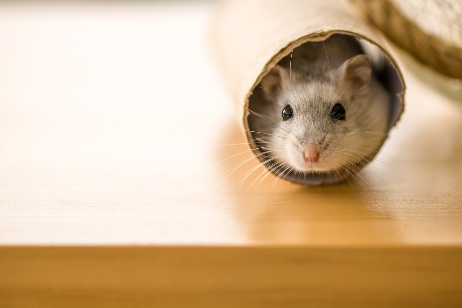 Creating the Perfect Environment for Your Hamster