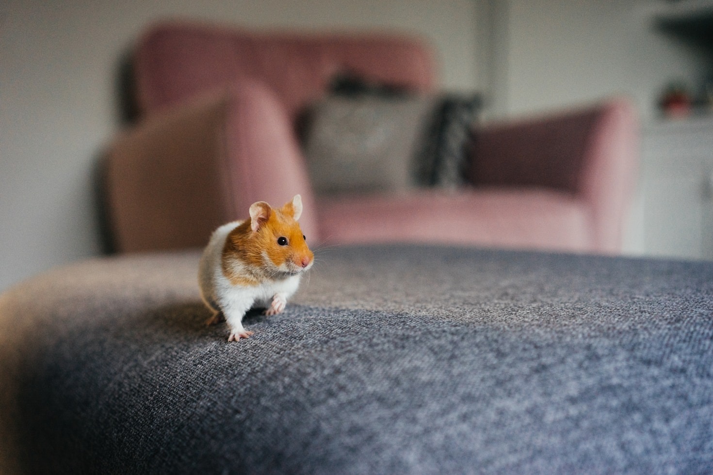 The Benefits of Joining Hamster Enthusiast Events