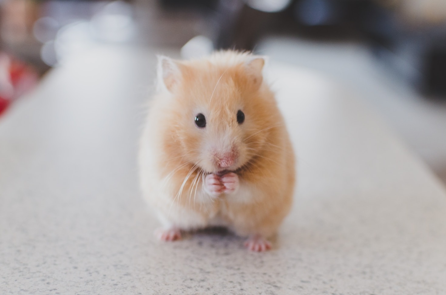 Breaking Down Hamster Show Guidelines