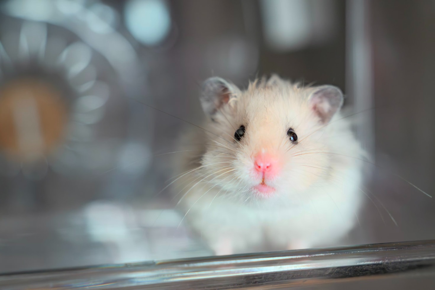 A Look at Recent Hamster Show Highlights